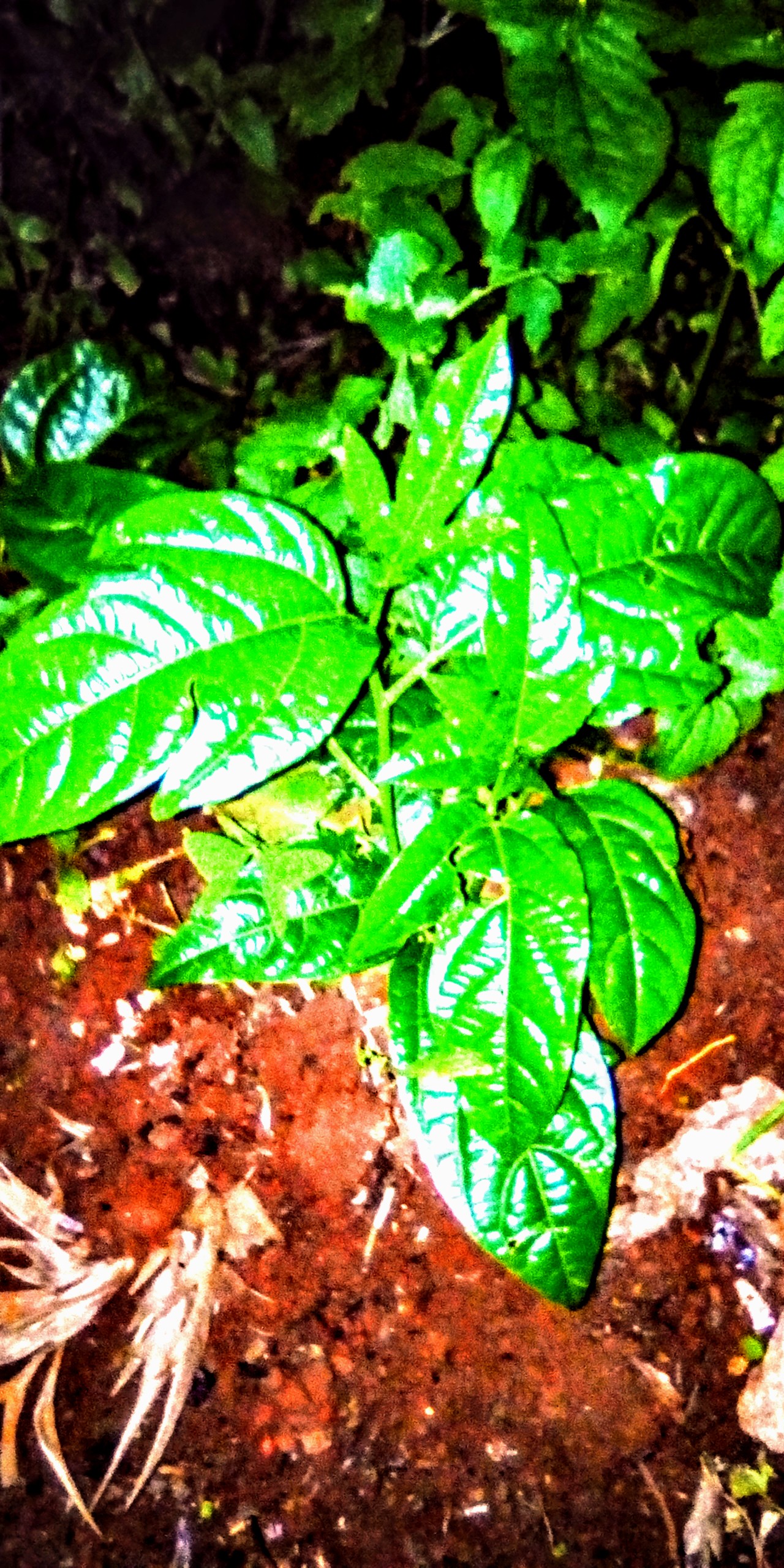 IMG_20200518_185538_5~2.jpg