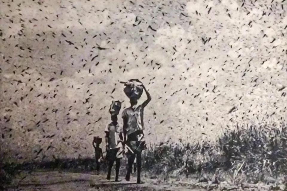 Locust invasion in 1954