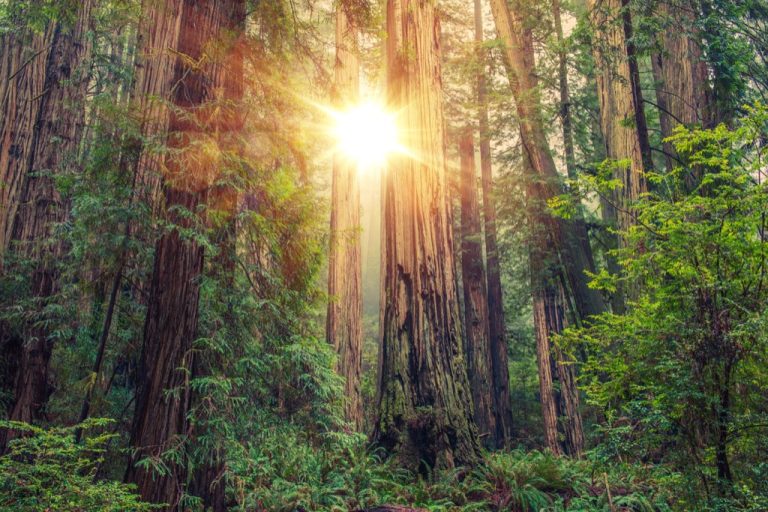 Redwood-National-Forest.jpg