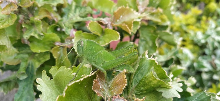 Something Green