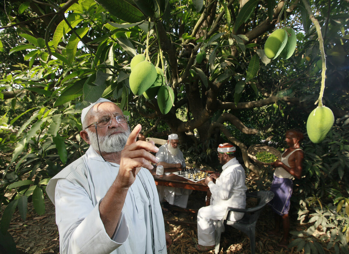 Khan's farm and nursery is in an area renowned for its mangoes. He's photographed here with his tree in 2014. 