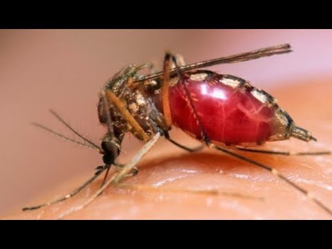 APENDANDAYE FEDHA HASHIBI FEDHA