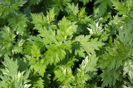 mugwort-519x346.jpg