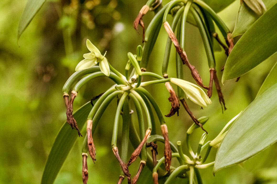 <em>Vanilla planifolia</em>, also known as Bourbon vanilla, flowers in Madagascar. The vanilla pods form as the flowers wither. 