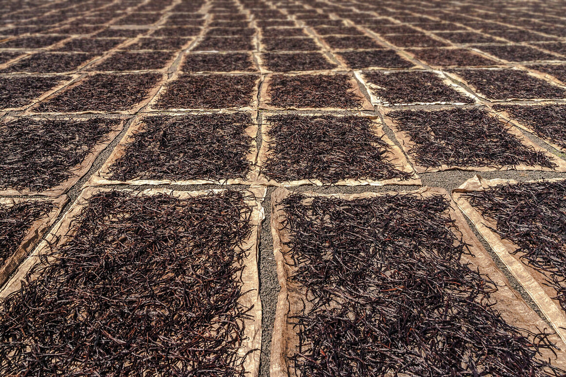 Vanilla pods, such as these Antalaha, Madagascar, must be cooked and dried. 