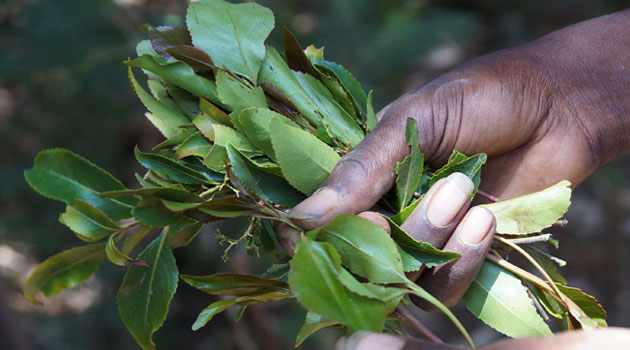 MIRAA-LEAVES.jpg