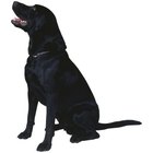 dogcare.dailypuppy.com