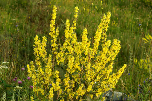 Verbascum-thapsus-519x346.jpg
