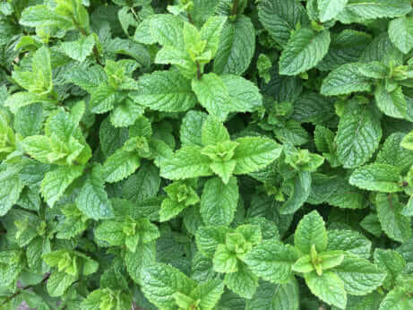 mint-461x346.jpg