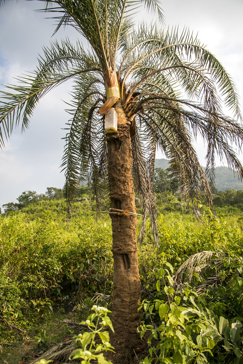 Tapping sap from a date palm tree in Odisha, India. 