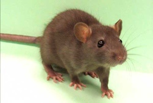 Rat2