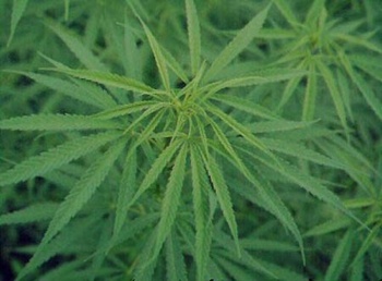 drugs Cannabis-Sativa