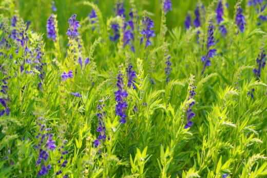 Scutellaria-520x346.jpg