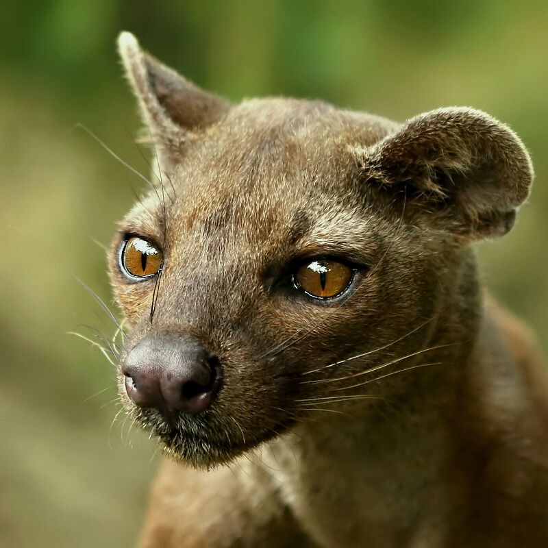 Photo Bertal via Wikimedia Commons. Distributed under a  CCBYSA3.0 license.