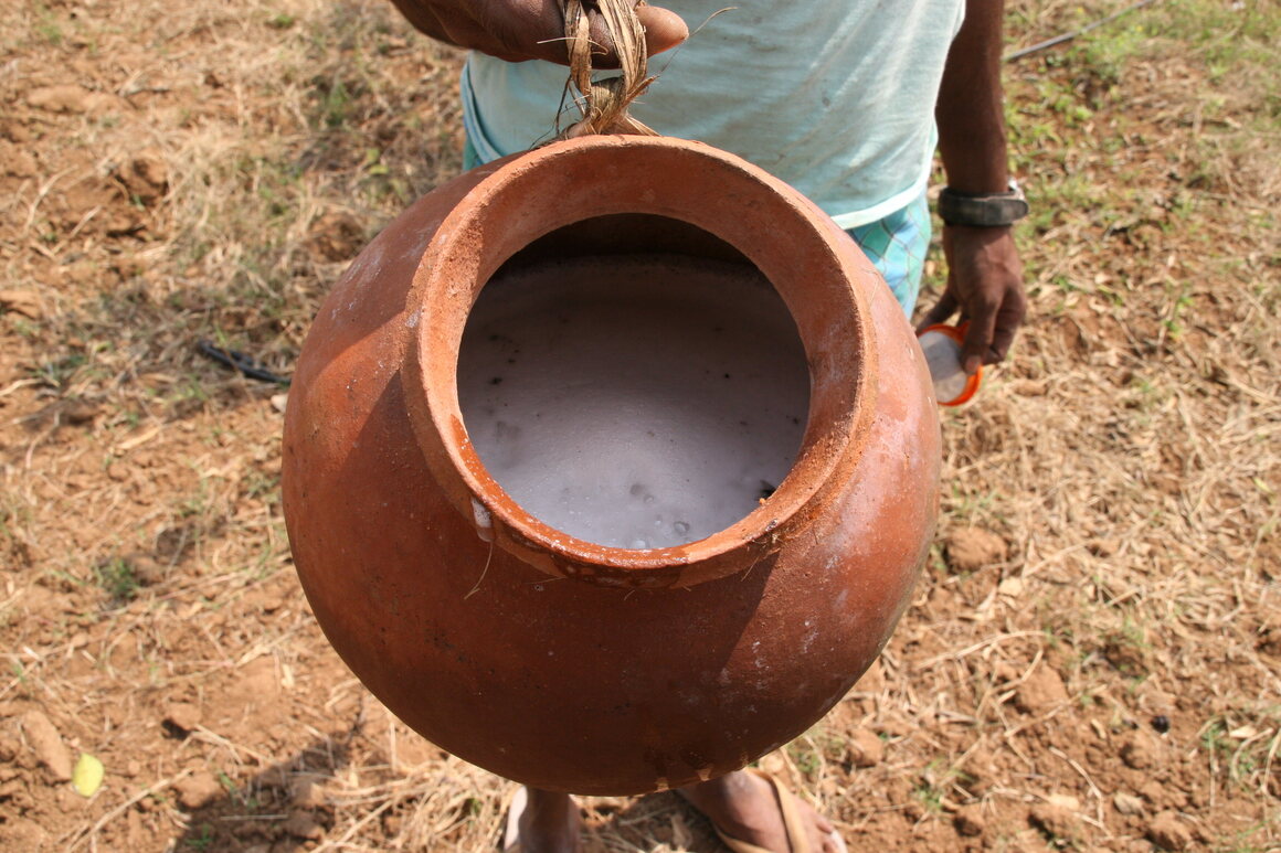 A terra cotta pot of foaming toddy in South India. 