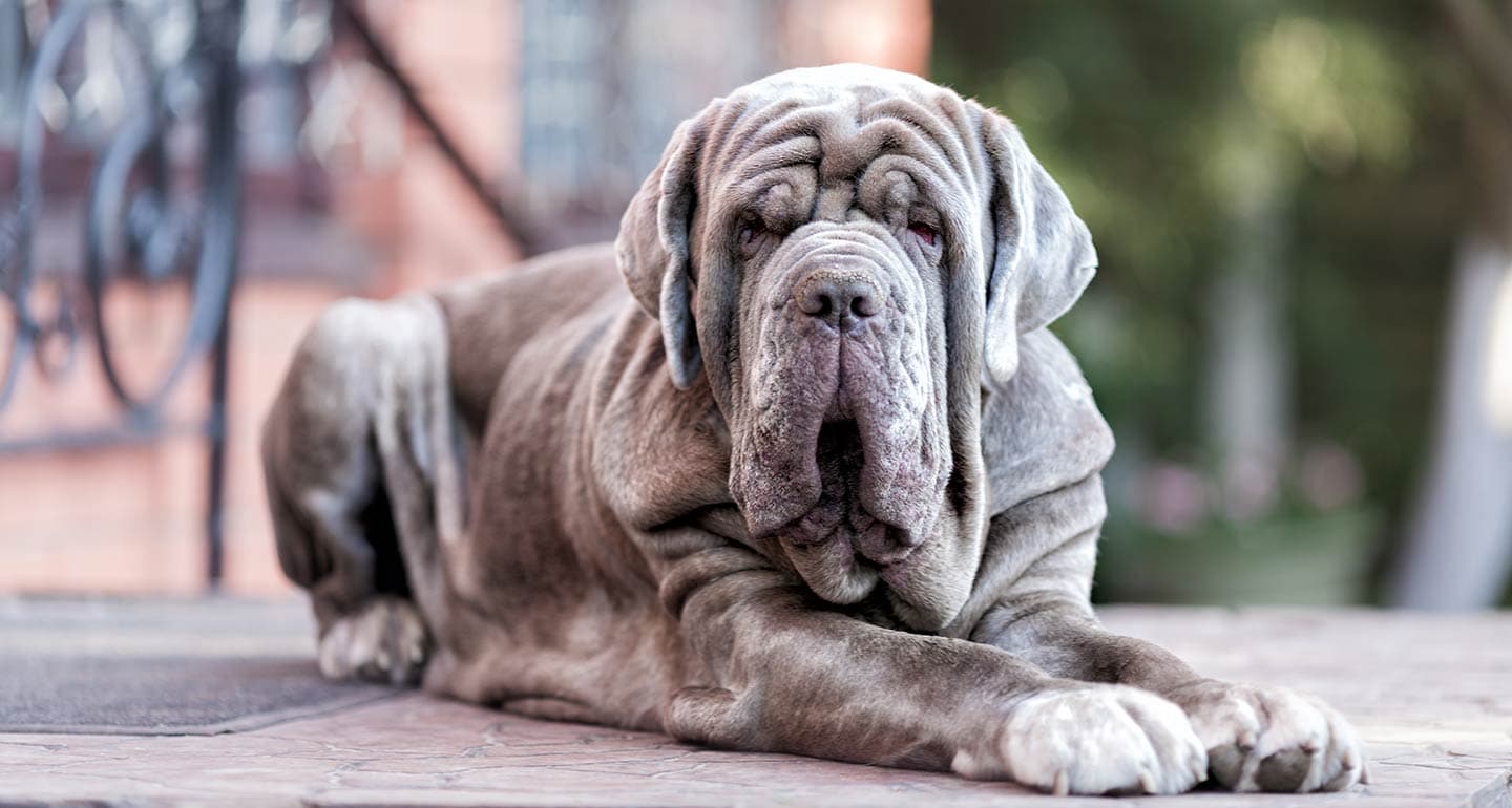 wrinkly-dog-neapolitan.jpg