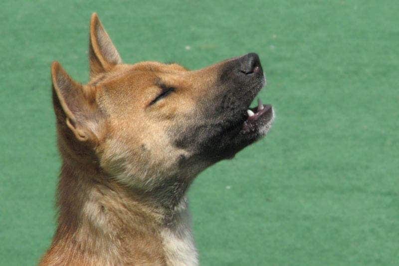 800px-New_Guinea_Singing_Dog_is_singing.jpg