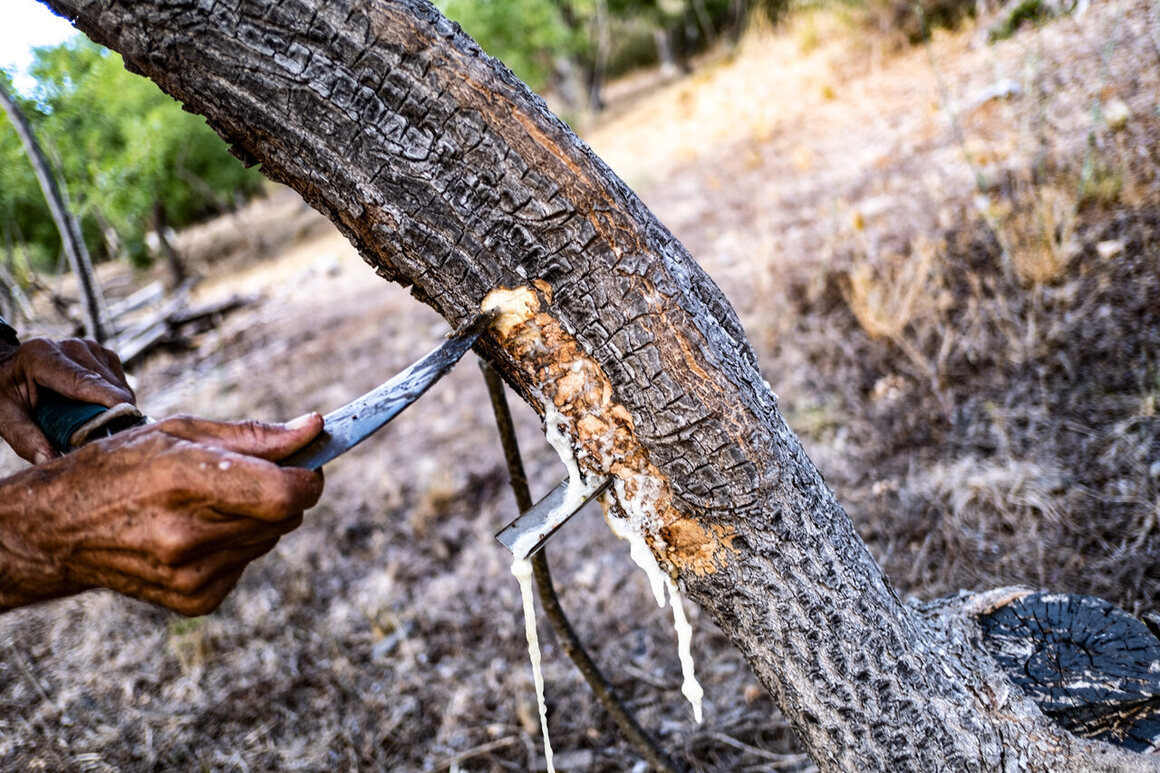 Gelardi studies each tree before deciding whether it is ready to produce manna and then carves a half moon into the right spot.