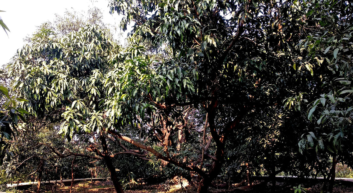 The 300-variety tree before mangoes start appearing in the spring.