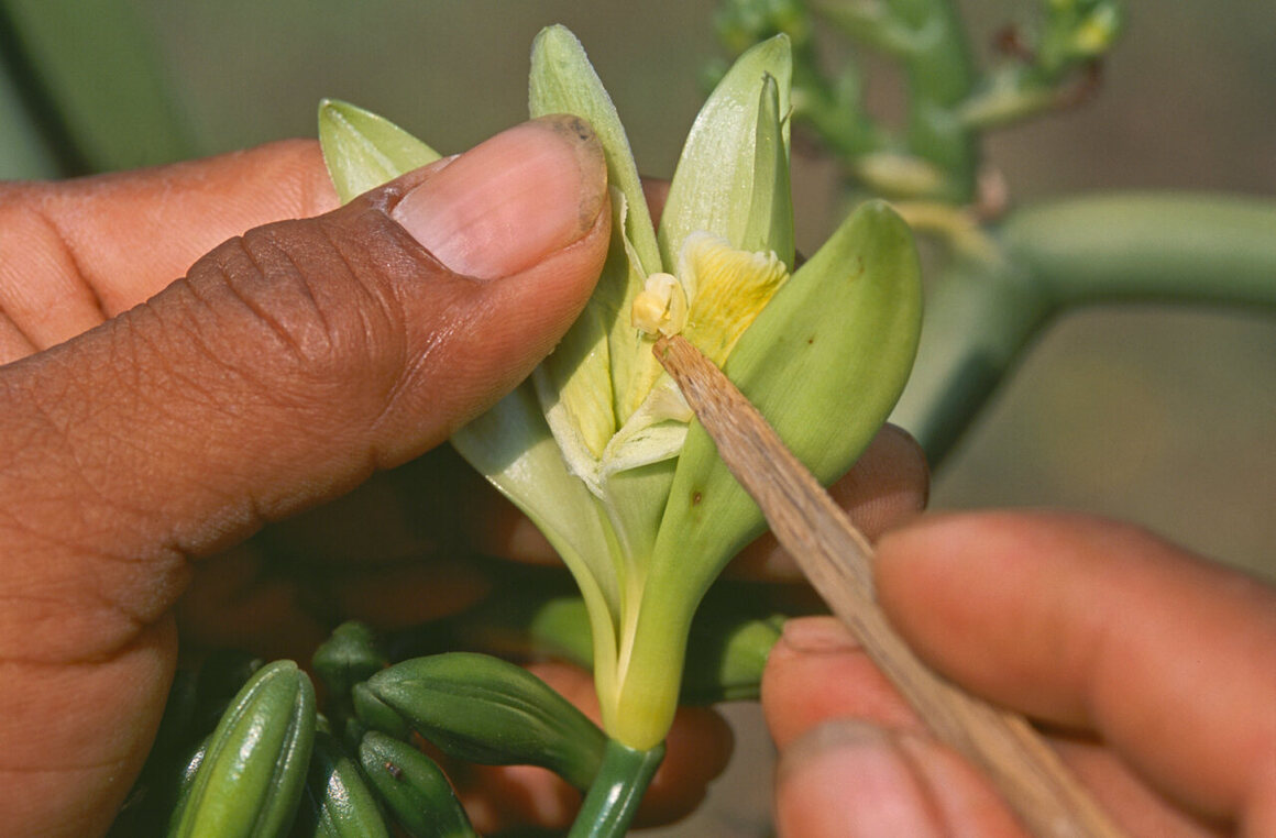The hand-pollination process of commercial vanilla in Veracruz, Mexico. 