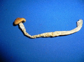 drugs Cubensis