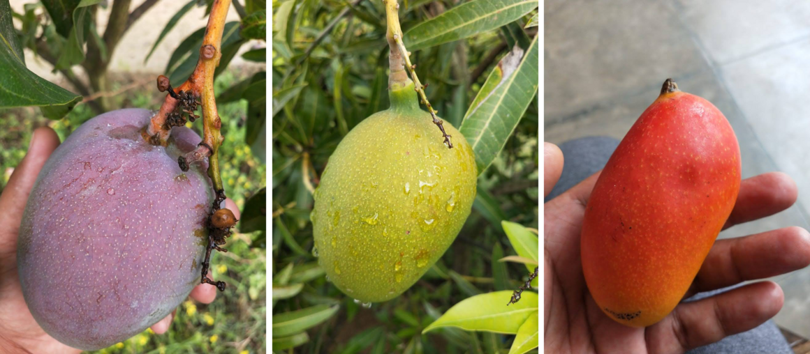 Three varieties from Khan's famous tree: The Tommy Atkins mango (left) that became popular in Florida, the Suvarnarekha (middle) whose name means color or streak of gold, and the Husn-e-Ara (right), which means adorned in beauty.