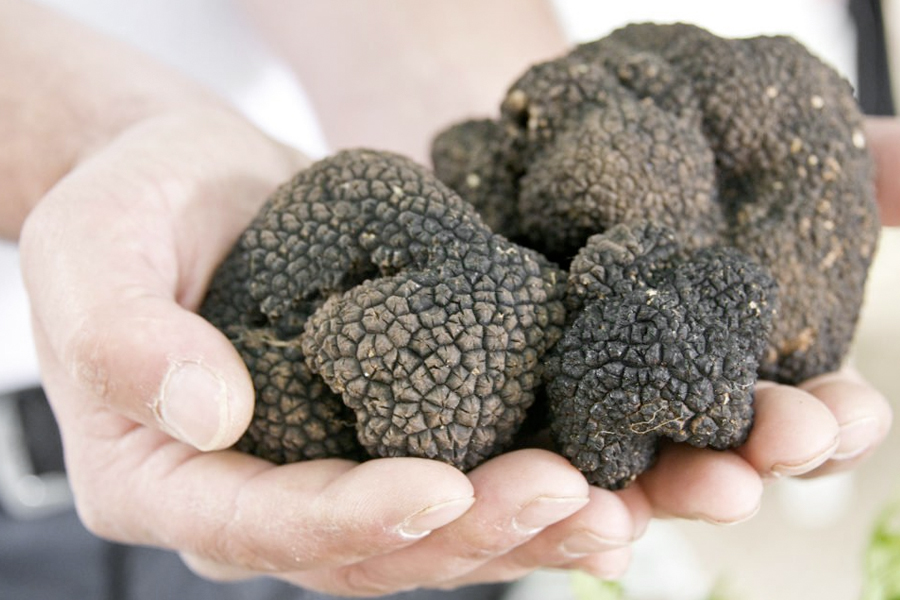 Everything-you-need-to-know-about-truffles.jpg