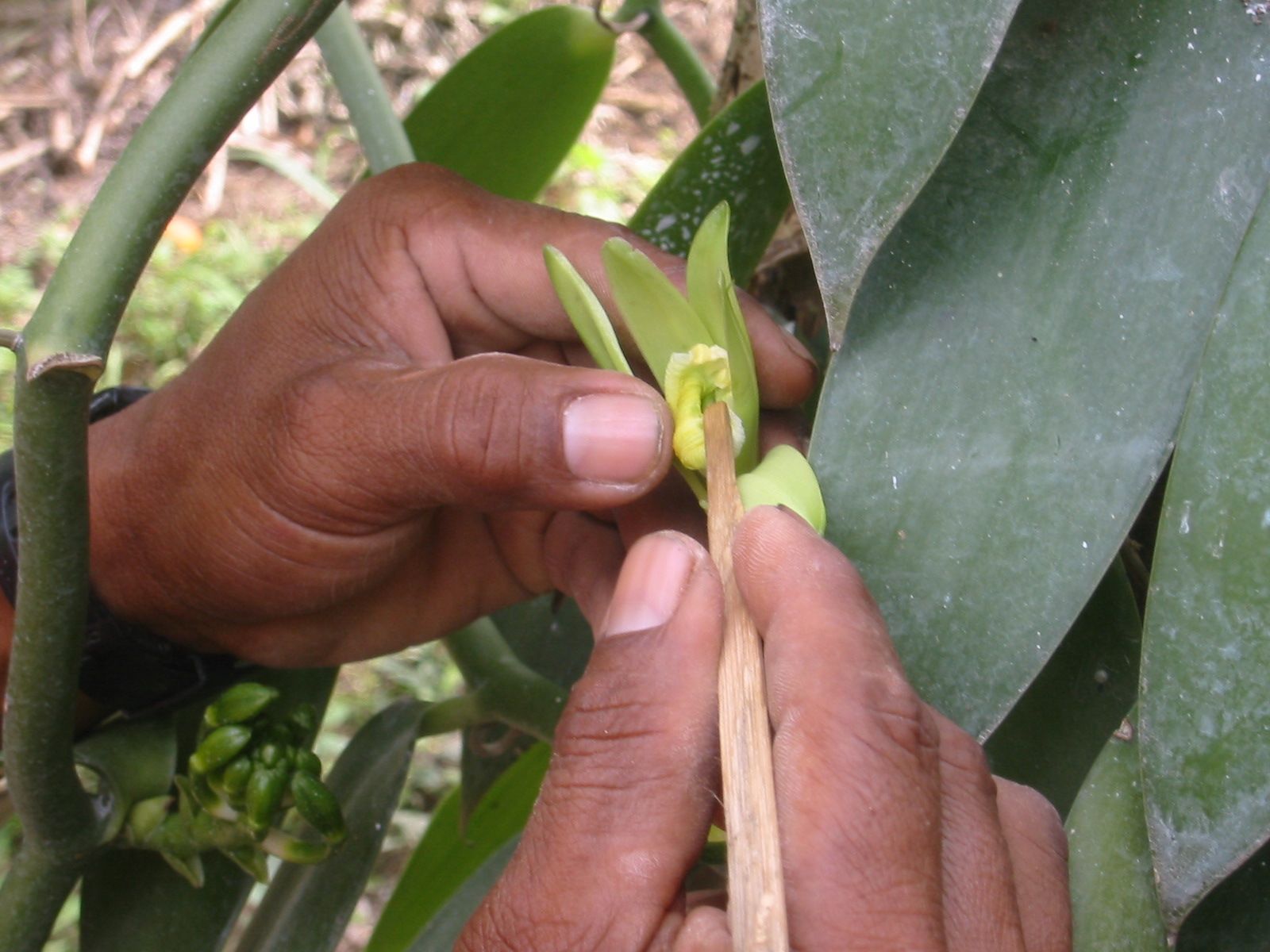 hand-pollination.jpg