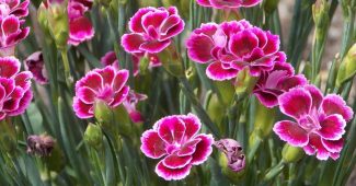 Carnation