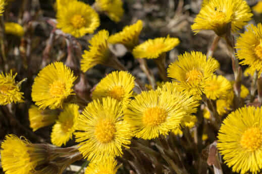 Coltsfoot-519x346.jpg