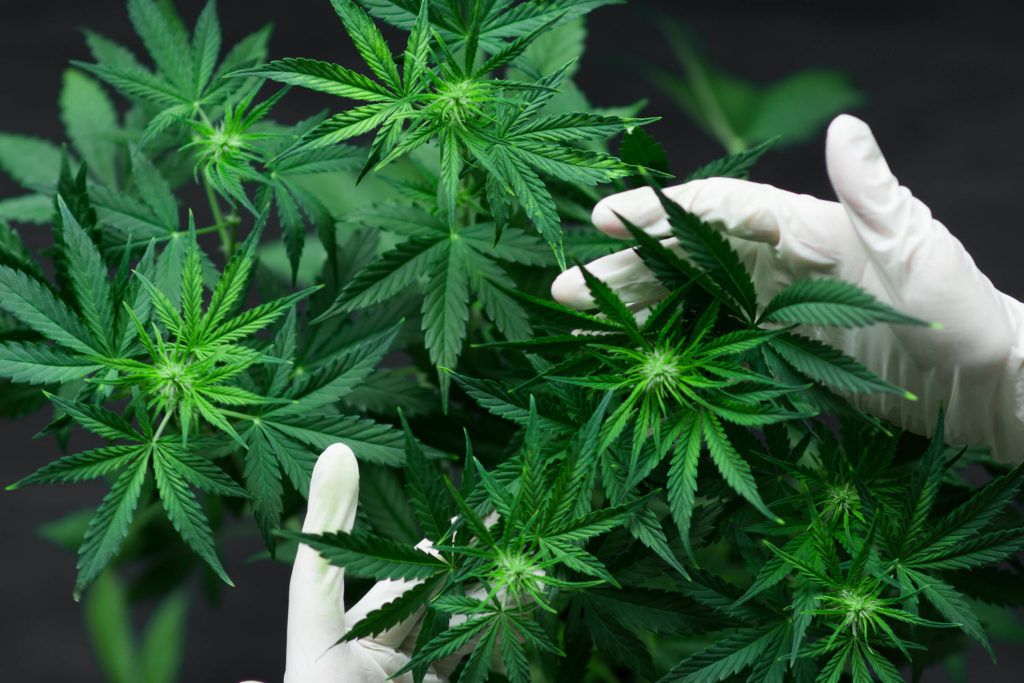 Growing-cannabis-in-Ethiopia-1024x683.jpg