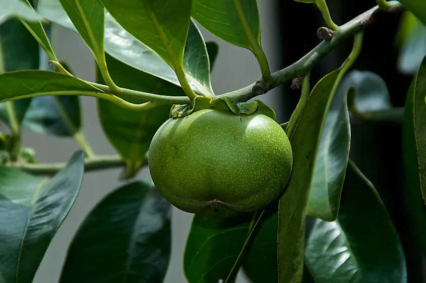 shutterstock-1449273062.jpg