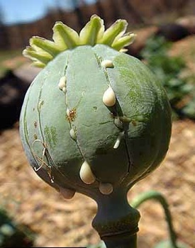 drugs Opium