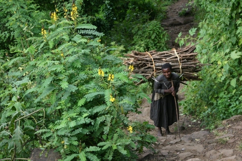 Senna didymobotrya Senna didymobotrya